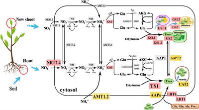 Nitrogen transport and assimilation in tea plant (Camellia sinensis): a review